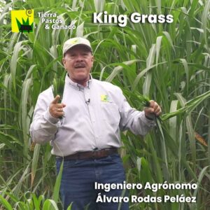 King Grass