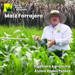 Maíz Forrajero