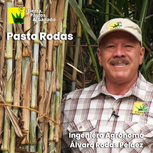 Pasto Rodas©