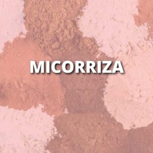 Micorriza