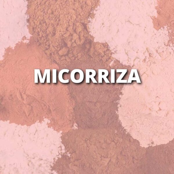 Micorriza